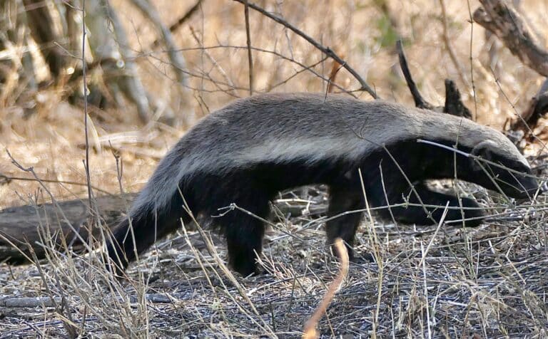 Ratel (Mellivora capensis) (54043837631) Ratel (Mellivora capensis) (54043837631)