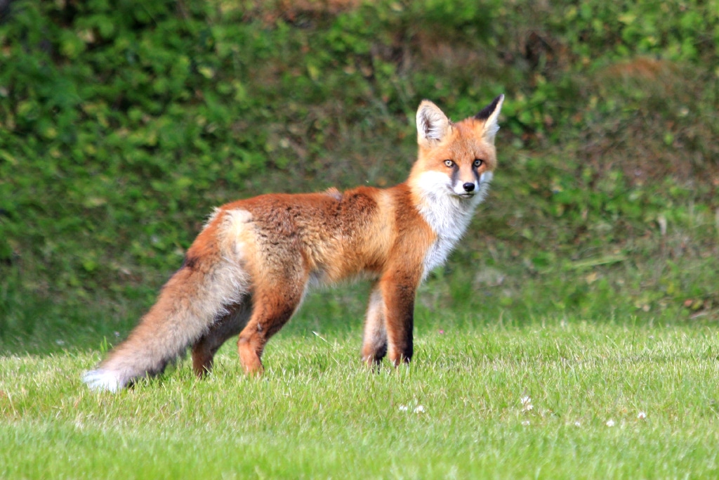 2014-06-20 Vulpes vulpes vulpes, Bönhamn, Västernorrlands Län, Sverige 1 2014-06-20 Vulpes vulpes vulpes, Bönhamn, Västernorrlands Län, Sverige 1