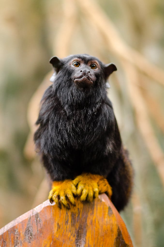 Red-handed tamarin