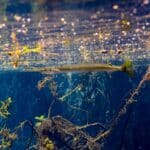 Needlefish