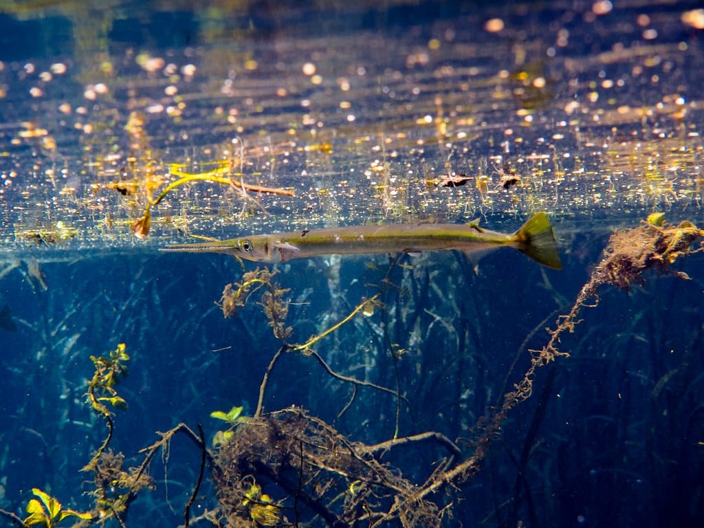 Needlefish in Blue Hole Ichetucknee Needlefish in Blue Hole Ichetucknee Needlefish