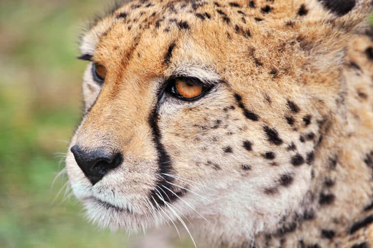 Once again, a portrait of the mother cheetah Once again, a portrait of the mother cheetah