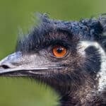 Emu