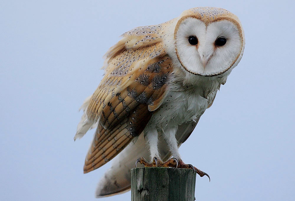 Flickr – Rainbirder – Barn Owl (Tyto alba) Flickr – Rainbirder – Barn Owl (Tyto alba)