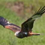 Falcon