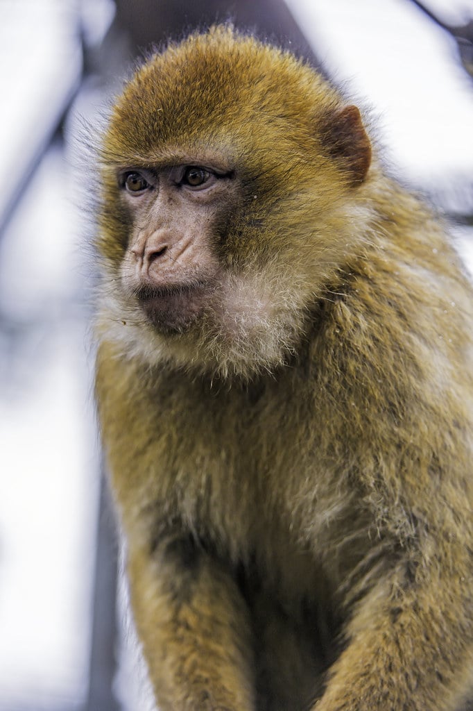 Attentive macaque Attentive macaque