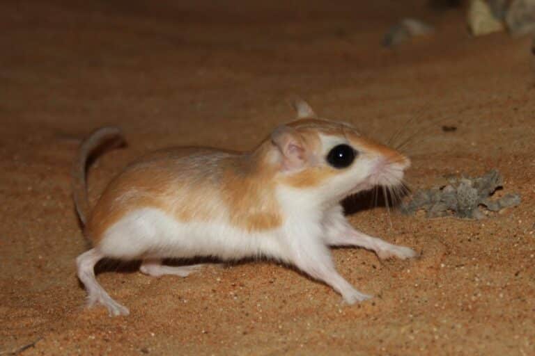 File:Cheesman’s Gerbil 2.JPG