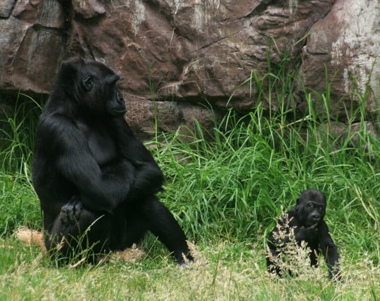 Female gorilla with 8 months old baby boy gorilla in SF zoo Female gorilla with 8 months old baby boy gorilla in SF zoo