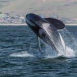 Killer Whale