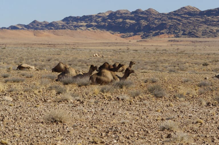 Camelus dromedarius