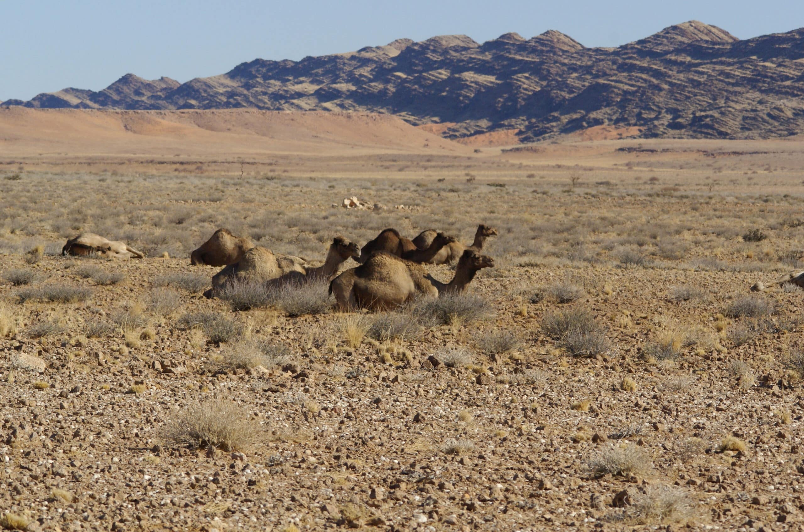 Camelus dromedarius