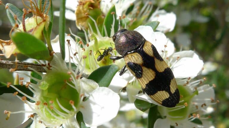 Jewel Beetle on Tea-tree (11046385446)