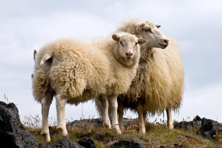 Pair of Icelandic Sheep Sheep