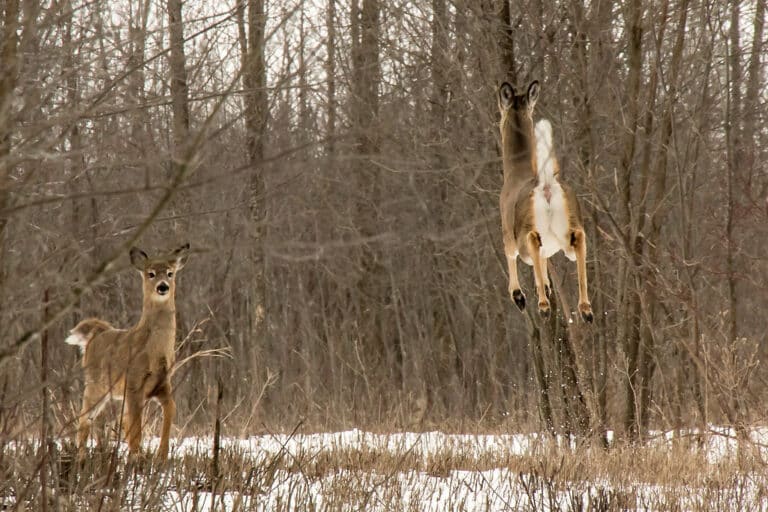 Deer in Flight Deer in Flight