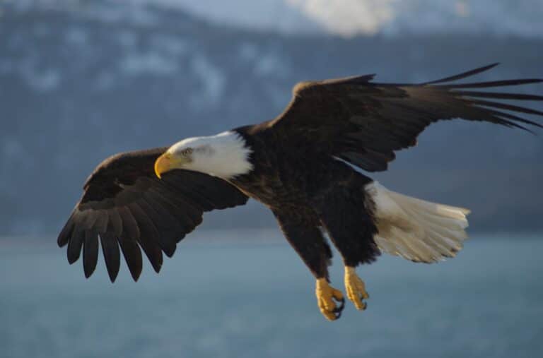 Bald Eagle Alaska (10) Bald Eagle Alaska (10)