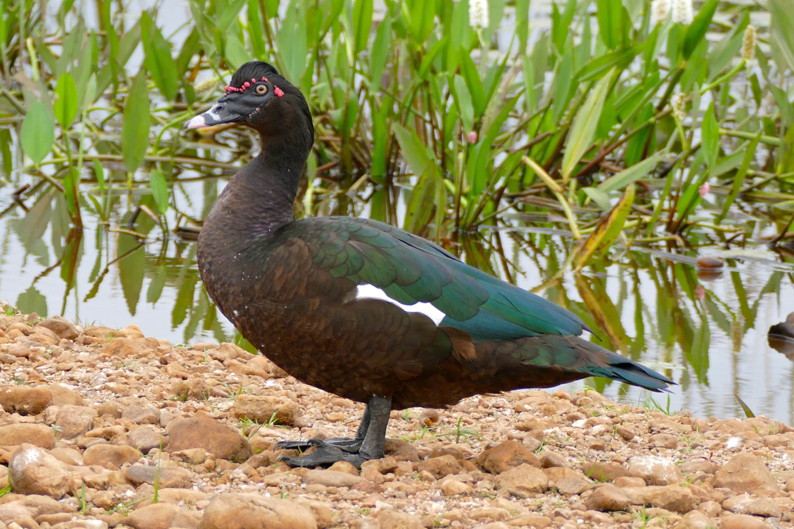 Muscovy Duck (Cairina moschata) male (29039391935) Muscovy Duck (Cairina moschata) male (29039391935)
