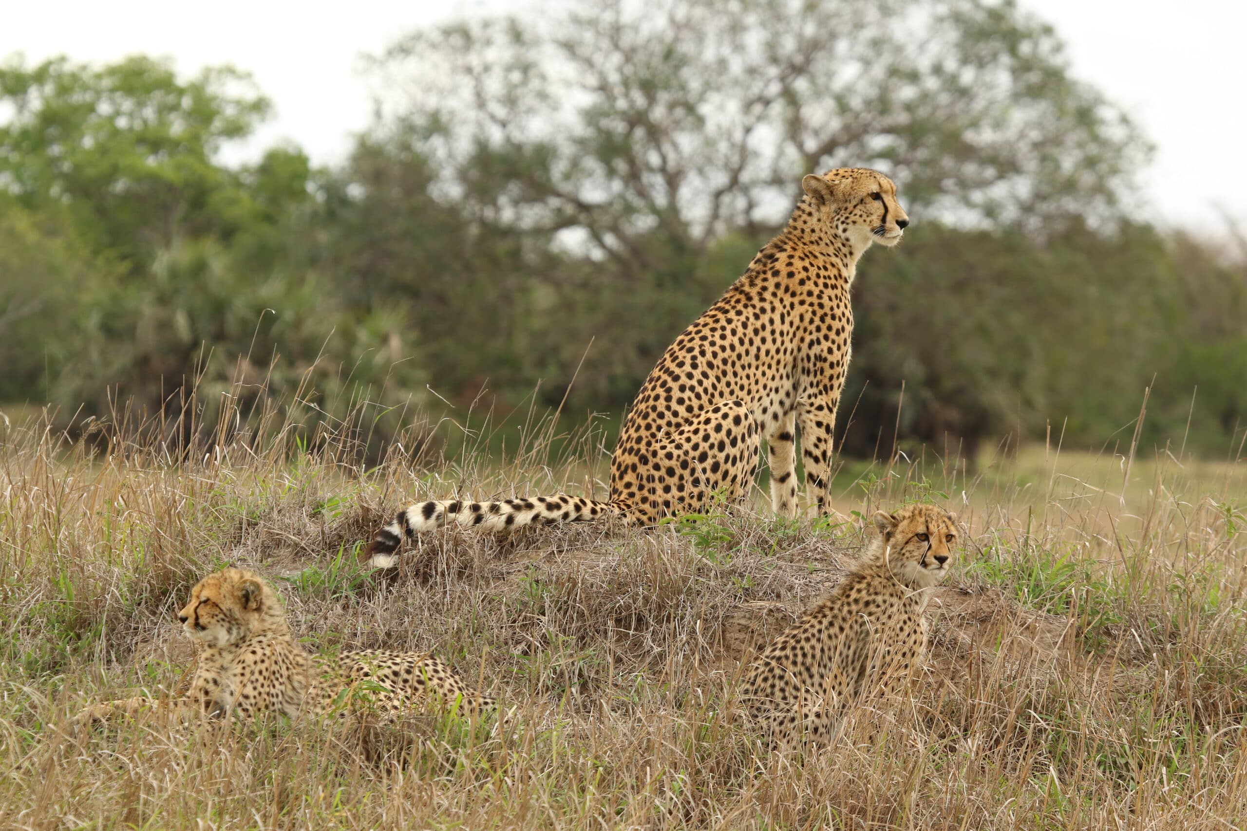 Cheetah (Acinonyx jubatus) female 2 cubs Cheetah (Acinonyx jubatus) female 2 cubs Cheetah