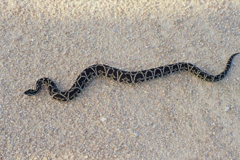 Viperidae- Bothrops alternatus (Urutu Lancehead) Viperidae- Bothrops alternatus (Urutu Lancehead)