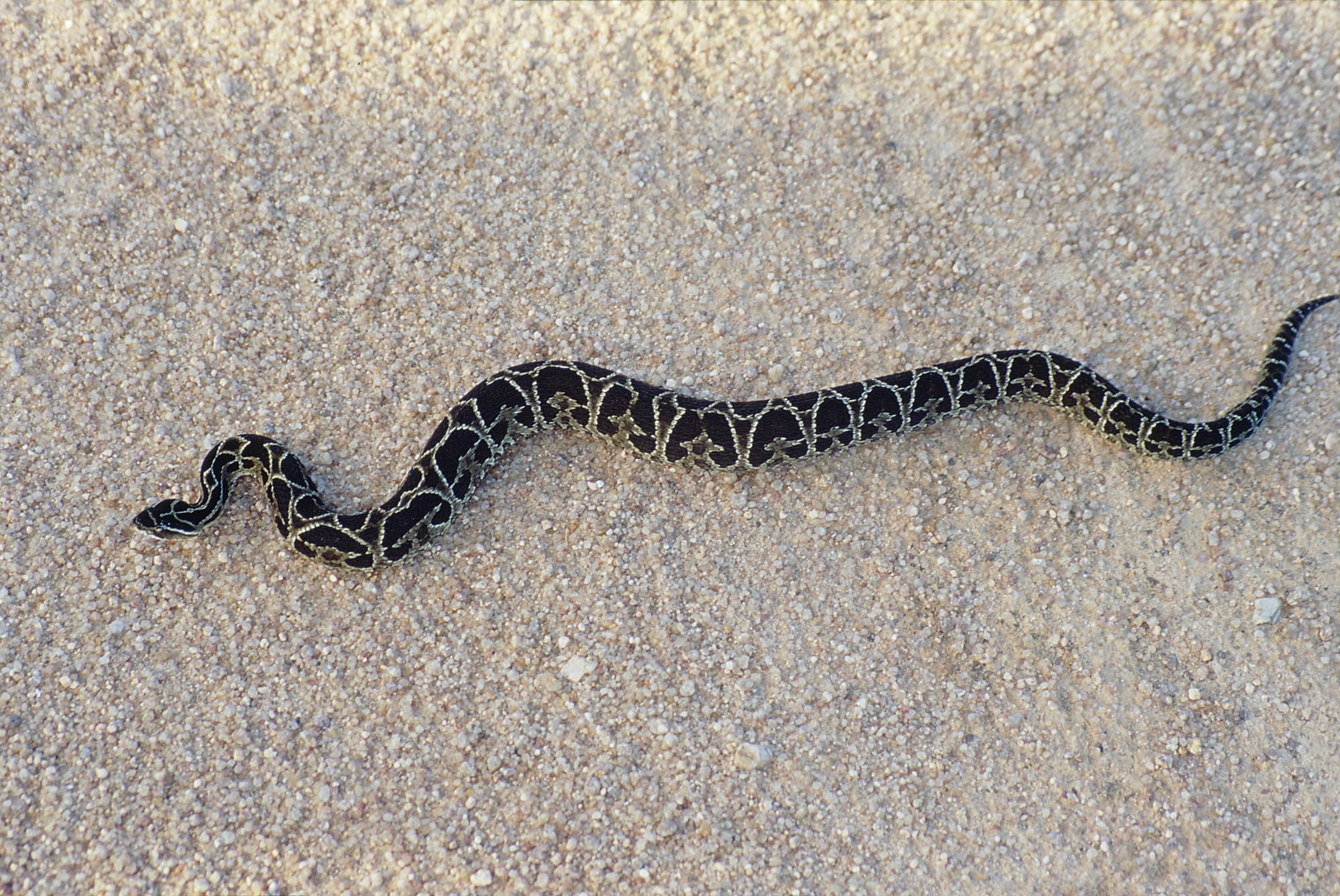 Viperidae- Bothrops alternatus (Urutu Lancehead) Viperidae- Bothrops alternatus (Urutu Lancehead)