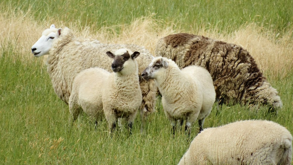 Sheep