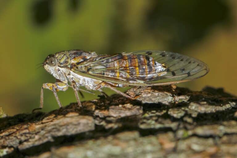 Cicada orni Cicada