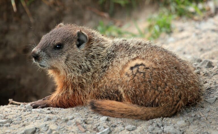 Marmota monax UL 02 Marmota monax UL 02