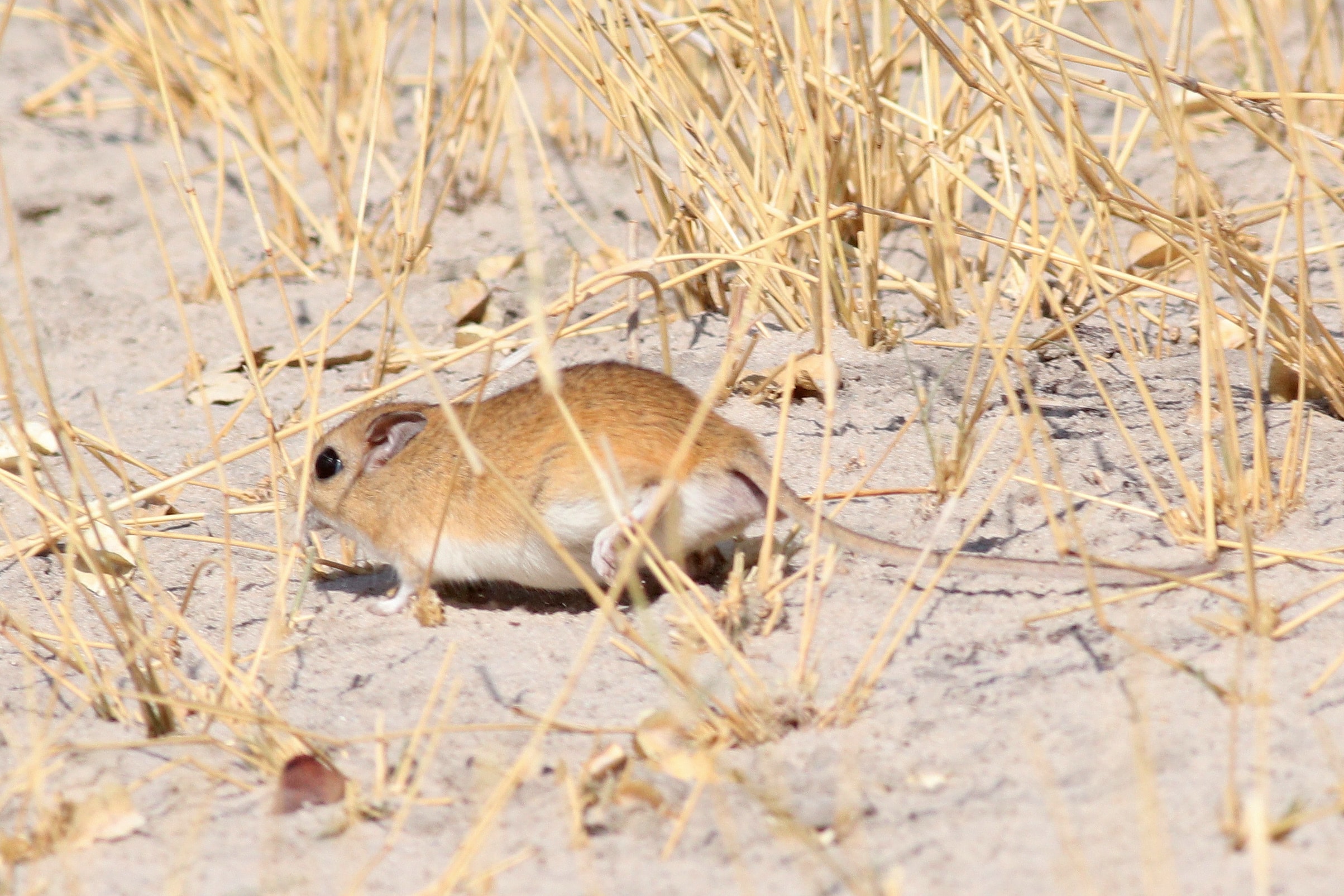 Bushveld gerbil