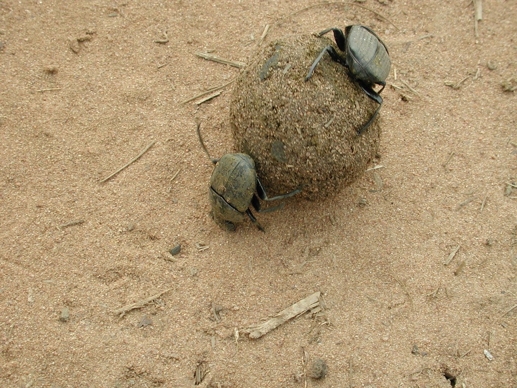 Dung Beetles