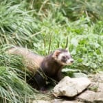 Ferret