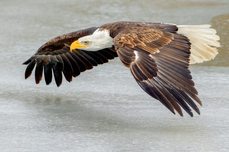 Bald Eagle flying over ice (Southern Ontario, Canada) Bald Eagle flying over ice (Southern Ontario, Canada)