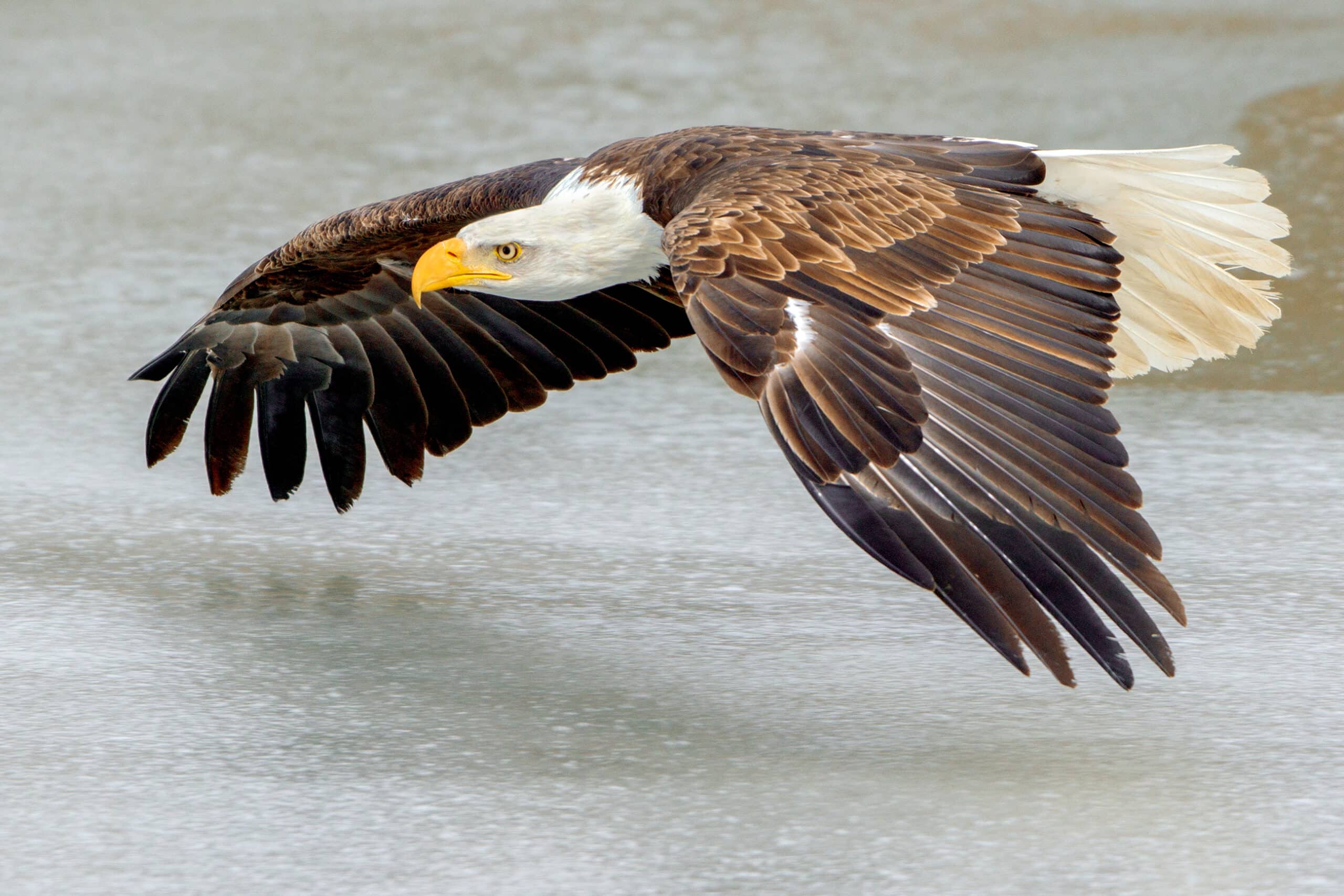 Bald Eagle flying over ice (Southern Ontario, Canada) Bald Eagle flying over ice (Southern Ontario, Canada)