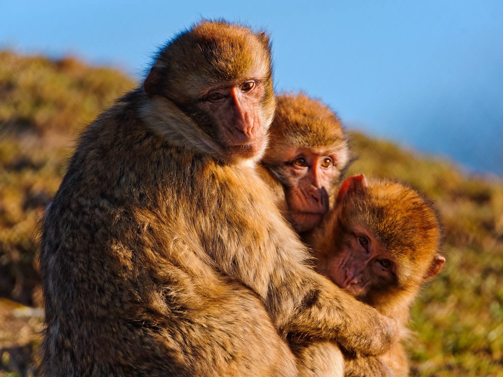 Tight macaque family Tight macaque family
