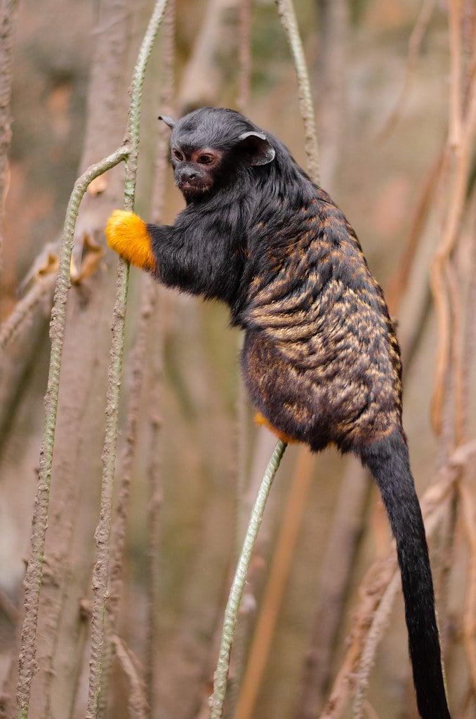 Red-handed tamarin