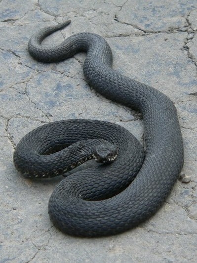 Vipera berus(Zmija zygzakowata) Vipera berus(Zmija zygzakowata)
