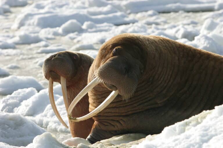 Walrus Cows Walrus Cows