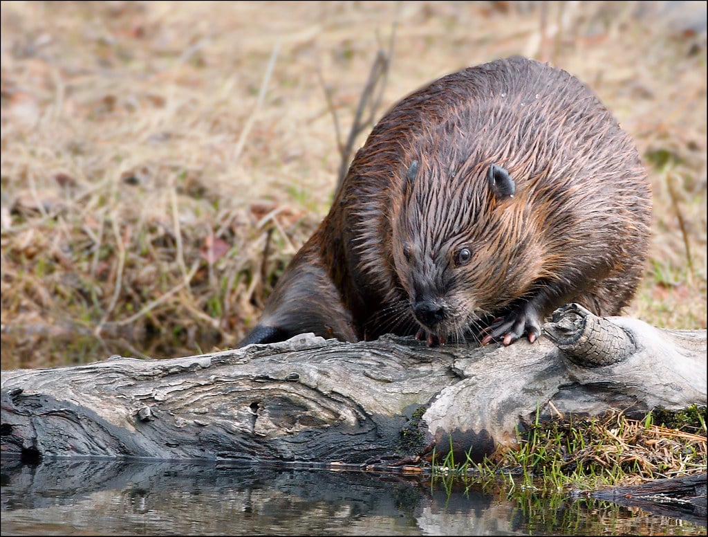 Beaver Beaver