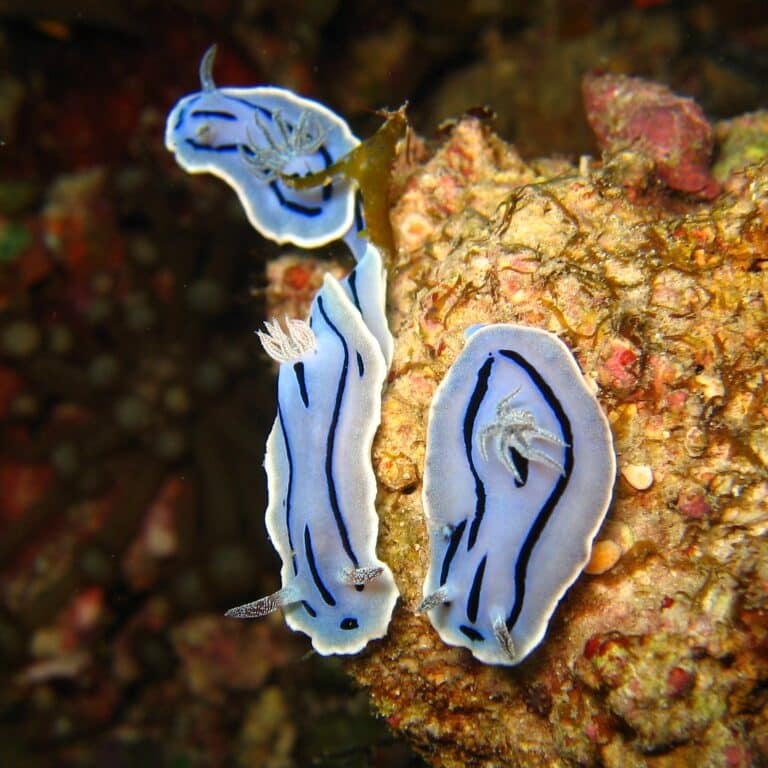 Chromodoris willani / 霙海牛(ミゾレウミウシ) Chromodoris willani / 霙海牛(ミゾレウミウシ)