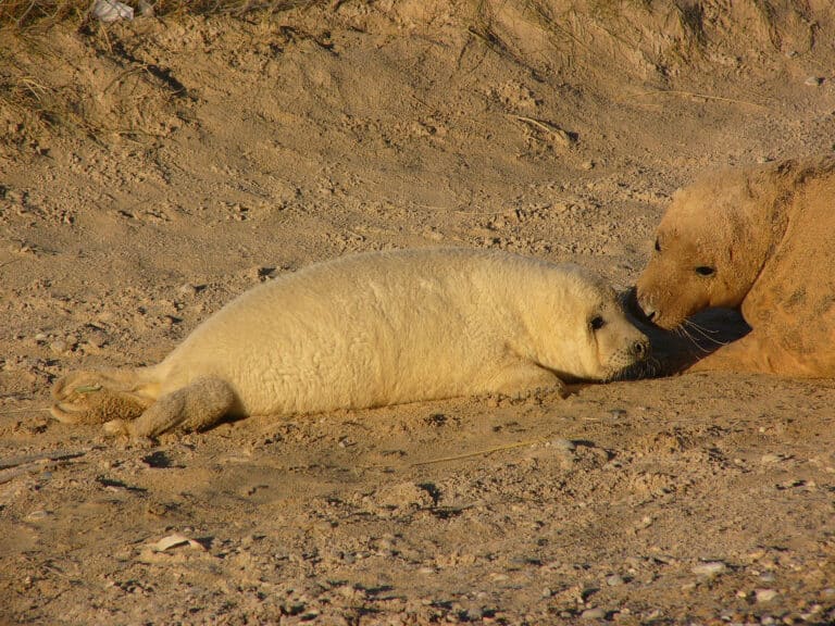 Grey seal Halichoerus grypus young4 Grey seal Halichoerus grypus young4