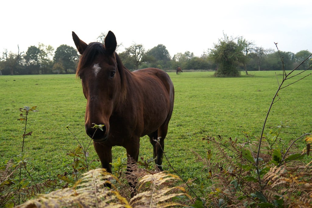 Horse