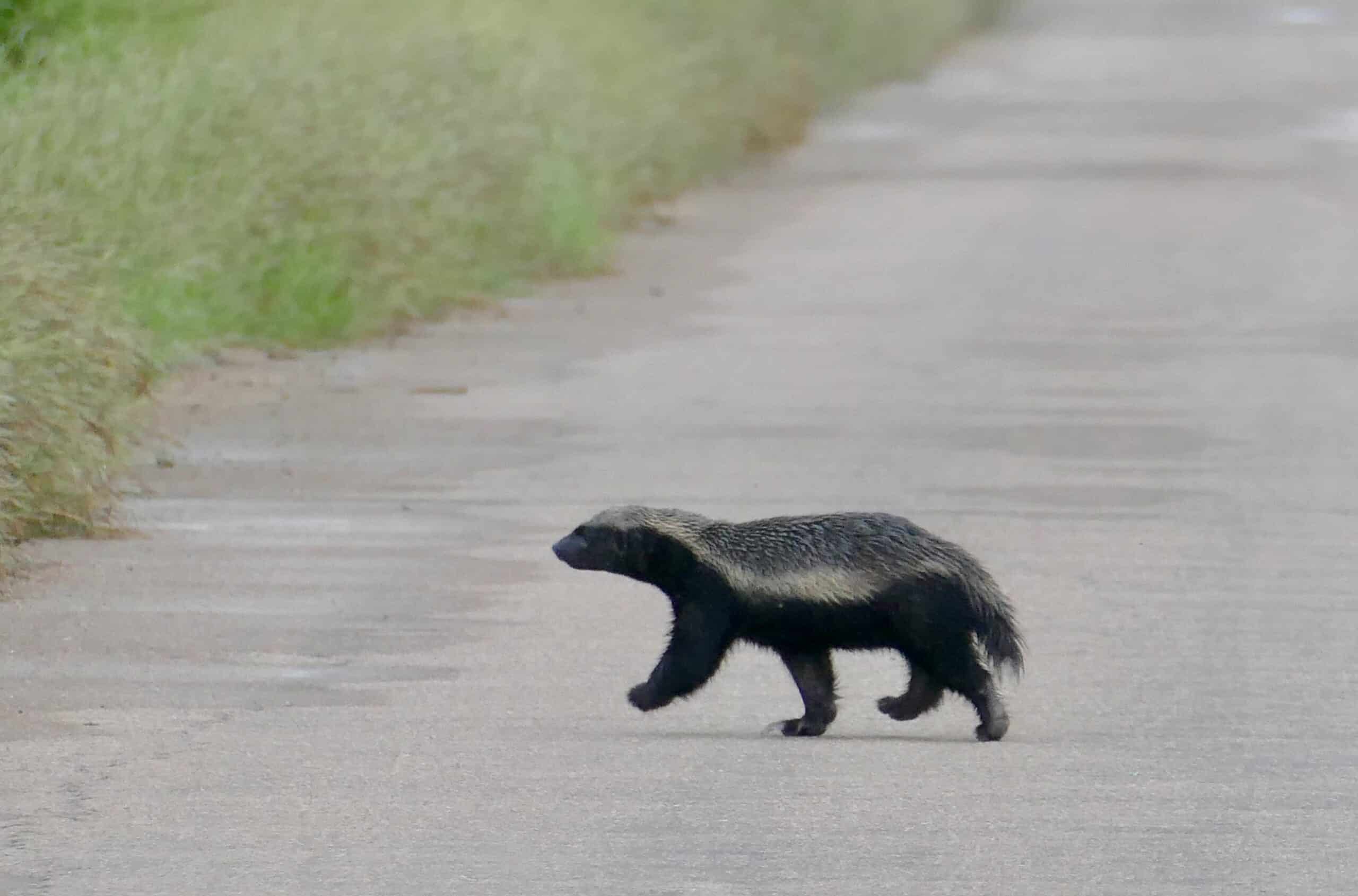 Ratel (Mellivora capensis) crossing the road … (52719717021) Ratel (Mellivora capensis) crossing the road … (52719717021)