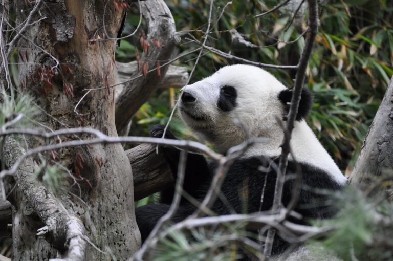 Giant Panda Bear in tree (Ailuropoda melanoleuca)