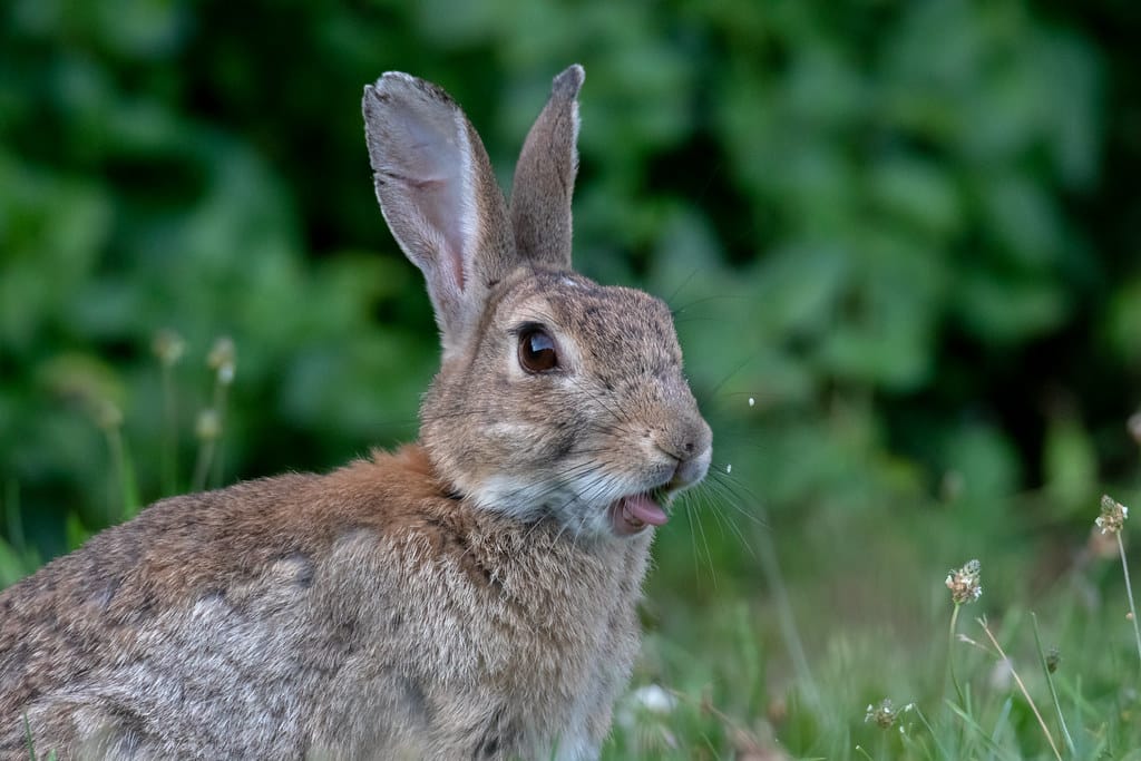 Lapin de garenne (Oryctolagus cuniculus)