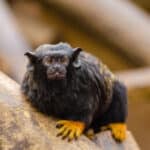 Red-handed Tamarin