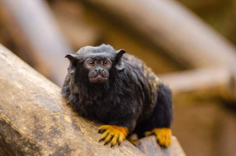 File:Red-handed tamarin (24844635309).jpg Red-handed Tamarin