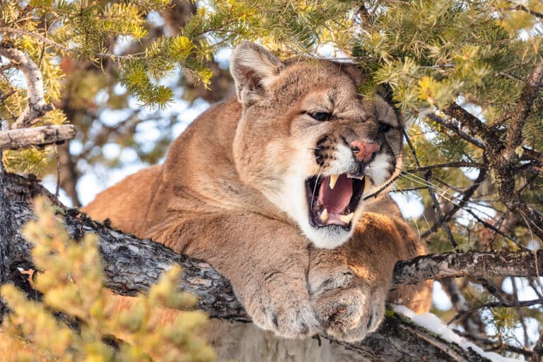 Cougar tom hissing in a tree (2) Cougar tom hissing in a tree (2)