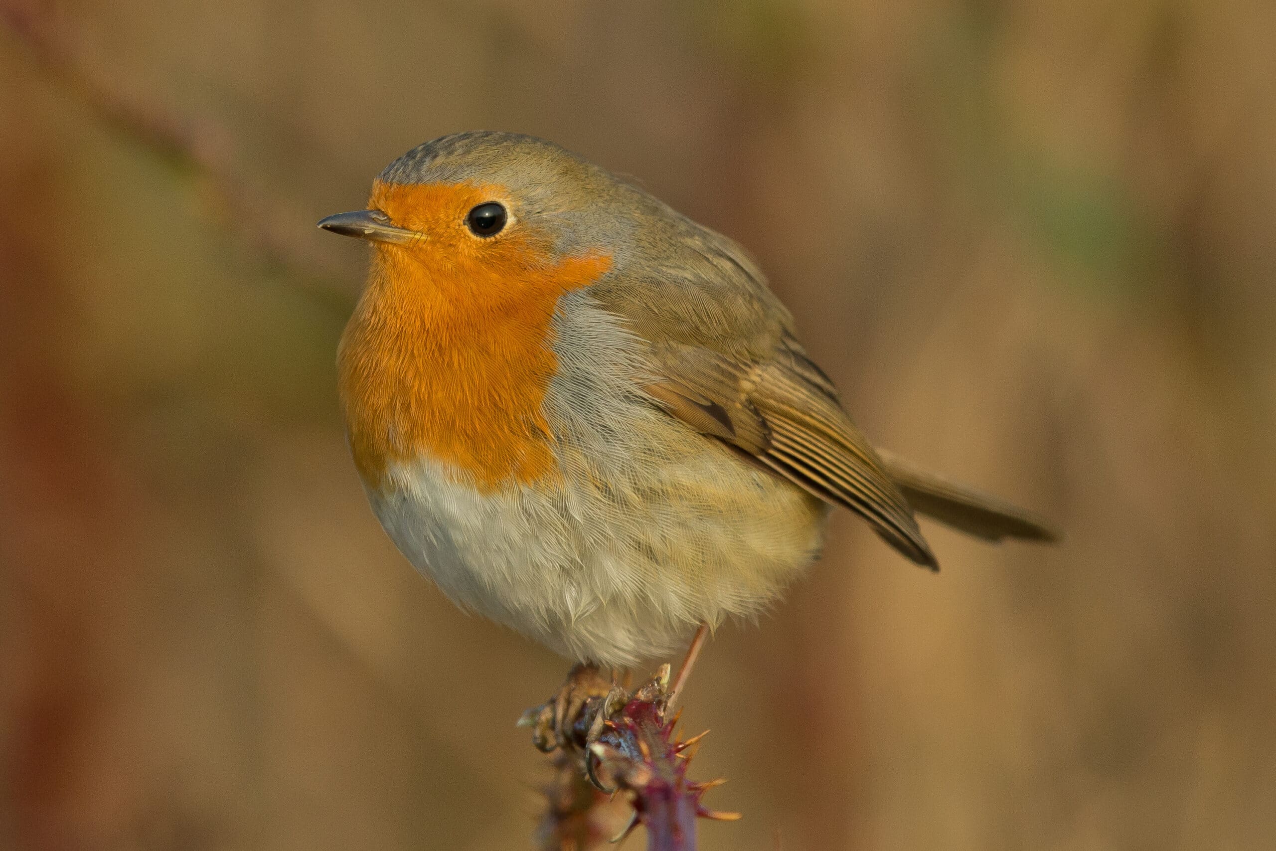 Rotkehlchen Erithacus rubecula Rotkehlchen Erithacus rubecula