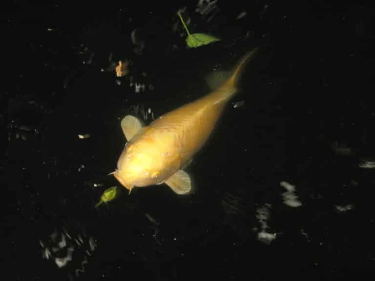 Koi fish golden Koi fish golden