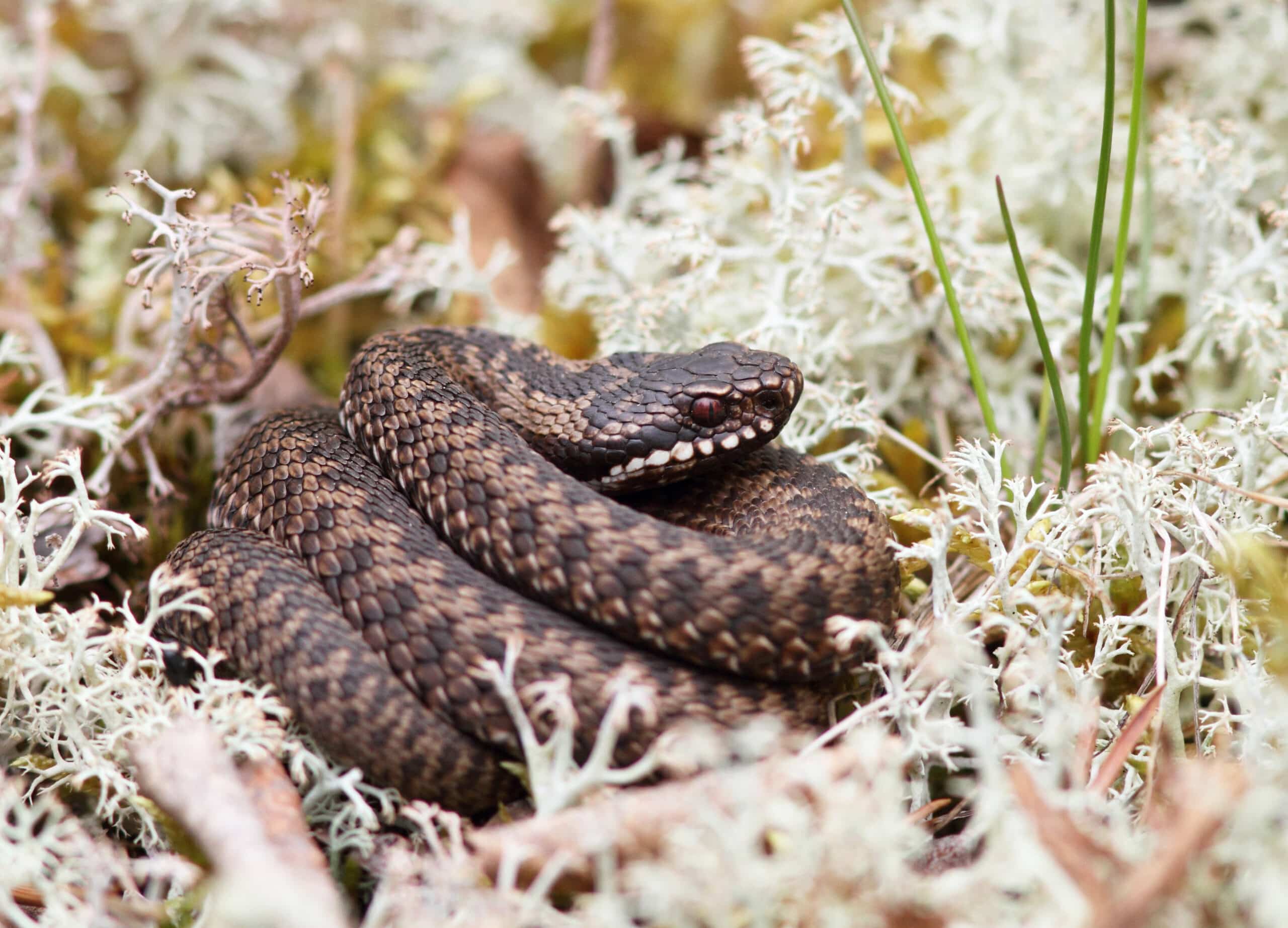 Adder (Vipera berus) 02 Adder (Vipera berus) 02