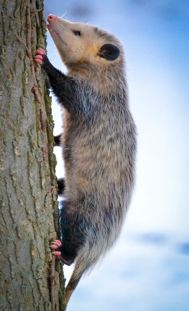 Virginia Opossum (Didelphis virginiana) Virginia Opossum (Didelphis virginiana)