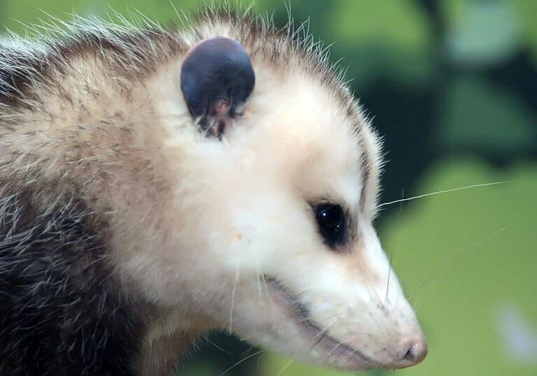 Didelphis virginiana 9zz Didelphis virginiana 9zz